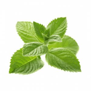 Ezee-Quit 80PG/20VG - Menthol